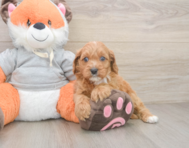 8 week old Cavapoo Puppy For Sale - Simply Southern Pups