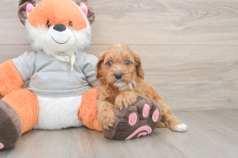 5 week old Cavapoo Puppy For Sale - Simply Southern Pups