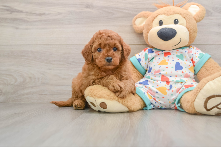 Small Cavapoo Baby
