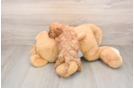 Energetic Cavoodle Poodle Mix Puppy