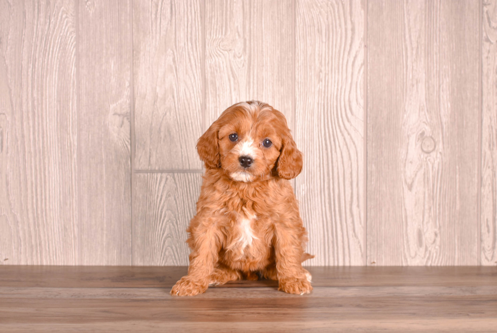 Best Cavapoo Baby