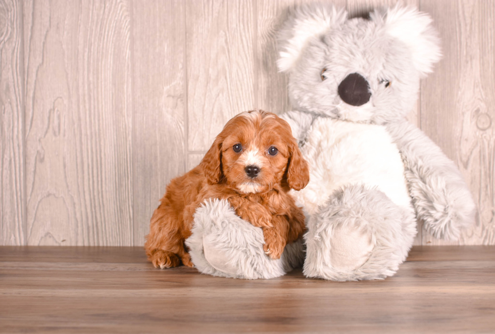 Cute Cavapoo Poodle Mix Pup