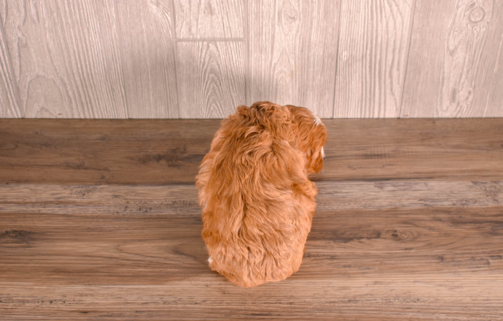 Cute Cavapoo Poodle Mix Pup