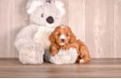 Cute Cavapoo Baby