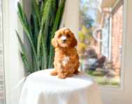 9 week old Cavapoo Puppy For Sale - Simply Southern Pups