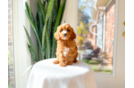 Cute Cavapoo Baby