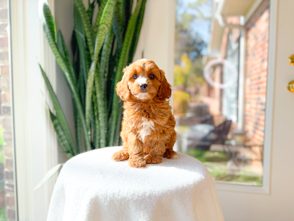 Cute Cavapoo Baby