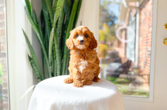 Cute Cavapoo Baby