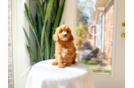 Cute Cavadoodle Poodle Mix Puppy