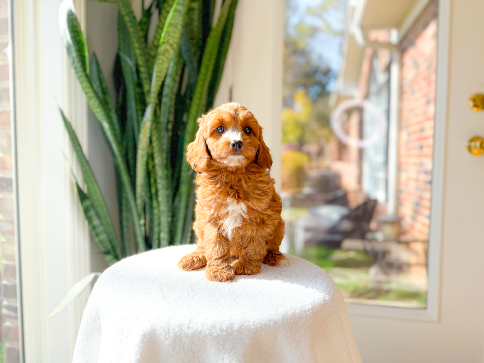 Cute Cavadoodle Poodle Mix Puppy