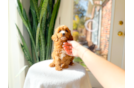 Cute Cavoodle Poodle Mix Puppy