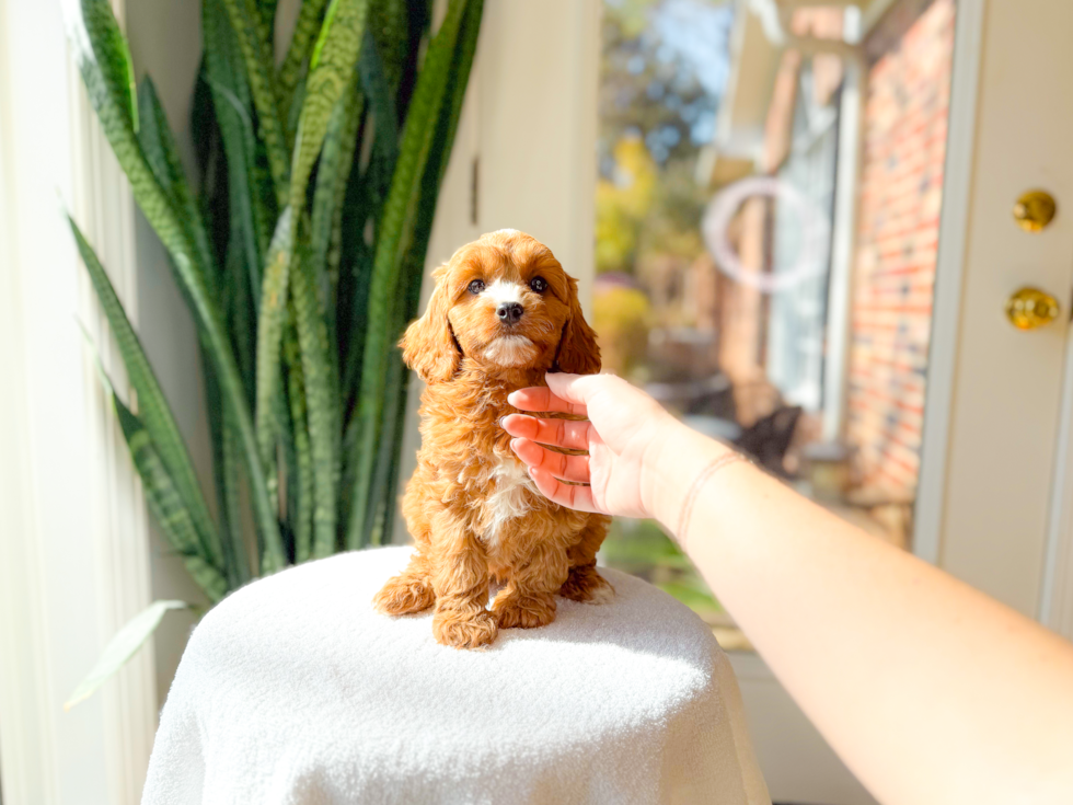Cute Cavoodle Poodle Mix Puppy