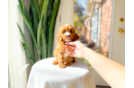 Cute Cavapoo Poodle Mix Pup