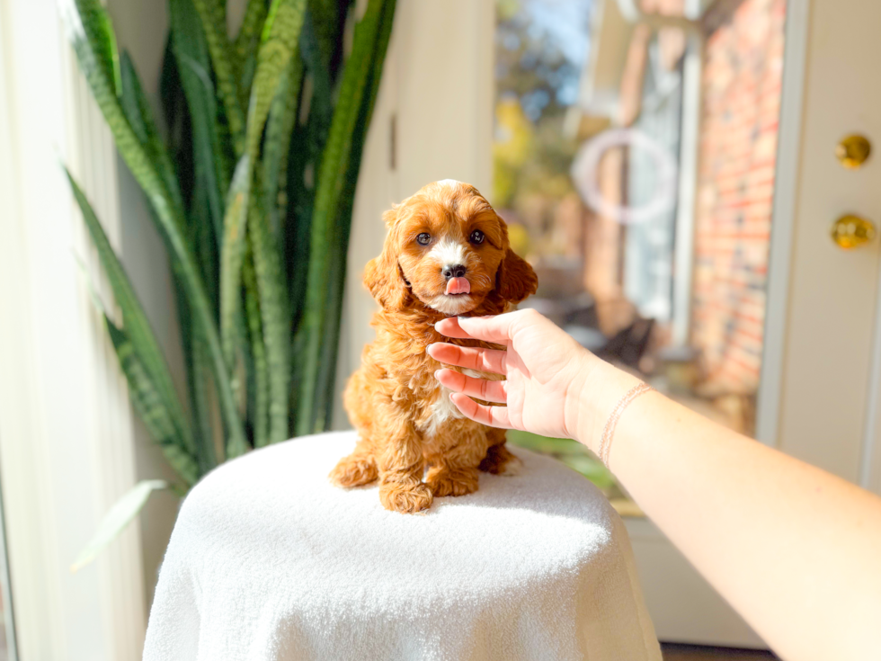 Cute Cavapoo Poodle Mix Pup