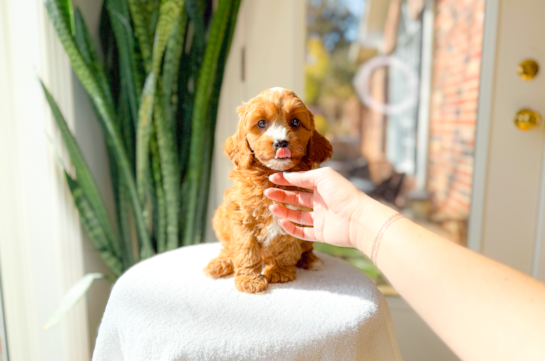 Cute Cavapoo Poodle Mix Pup