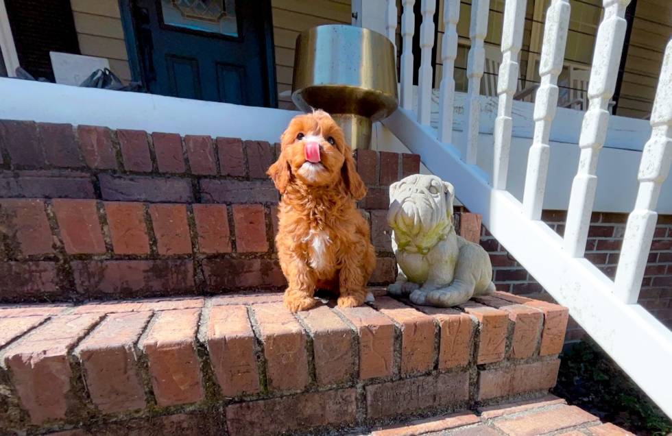 Cute Cavapoo Poodle Mix Pup