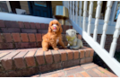 Cavapoo Puppy for Adoption