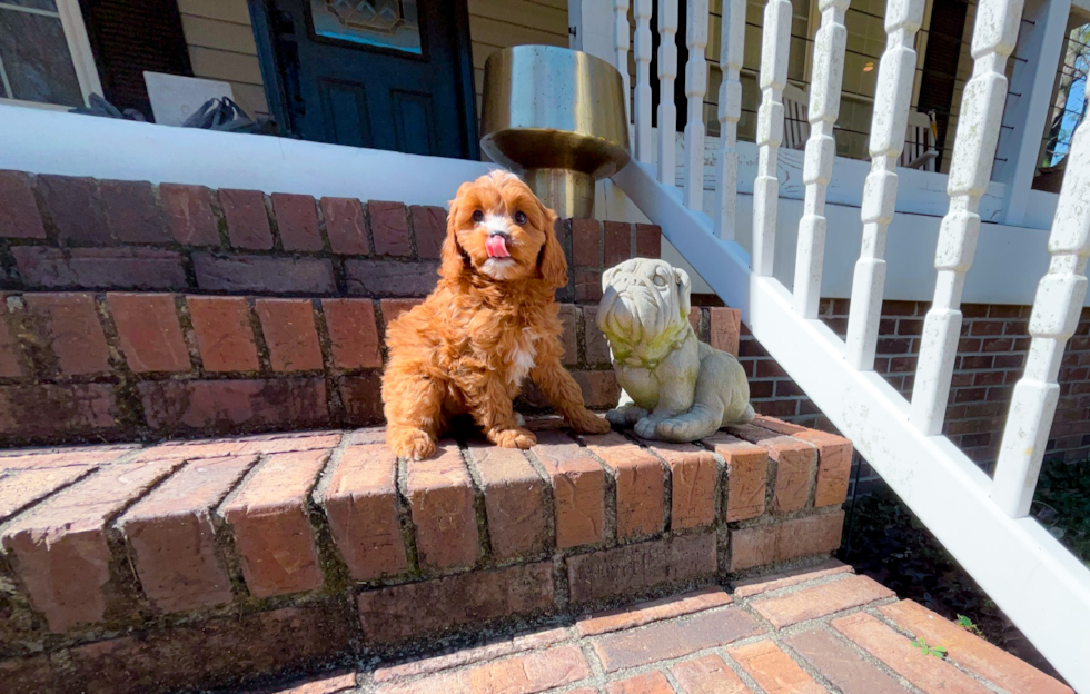 Cavapoo Puppy for Adoption