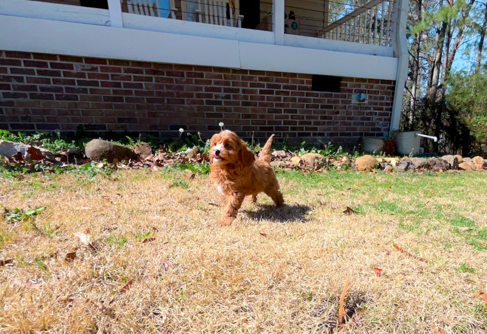 Cute Cavapoodle Poodle Mix Puppy