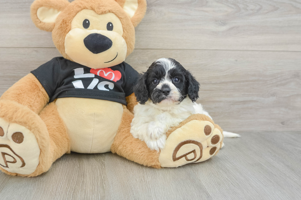 7 week old Cavapoo Puppy For Sale - Simply Southern Pups