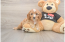 Cavapoo Puppy for Adoption