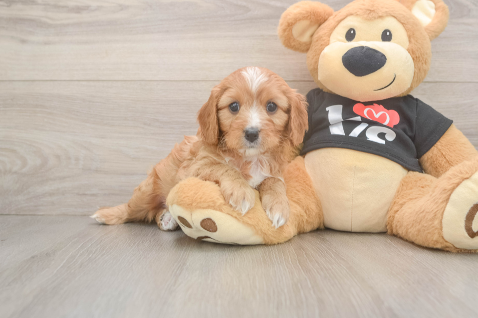 Cavapoo Puppy for Adoption