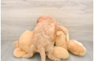 Small Cavapoo Baby