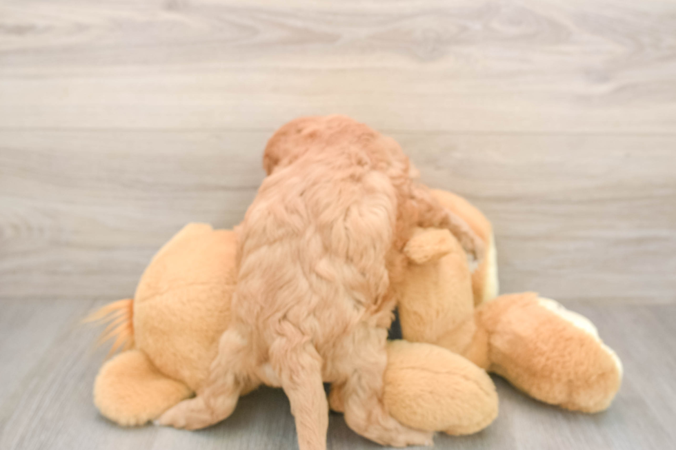 Small Cavapoo Baby