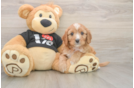 Cavapoo Puppy for Adoption