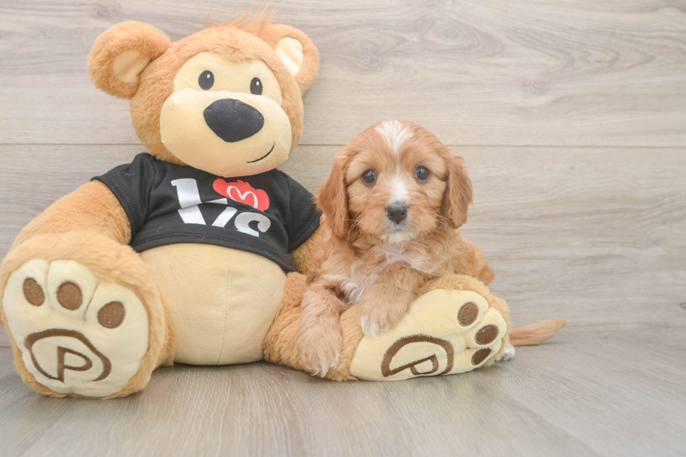 Cavapoo Puppy for Adoption