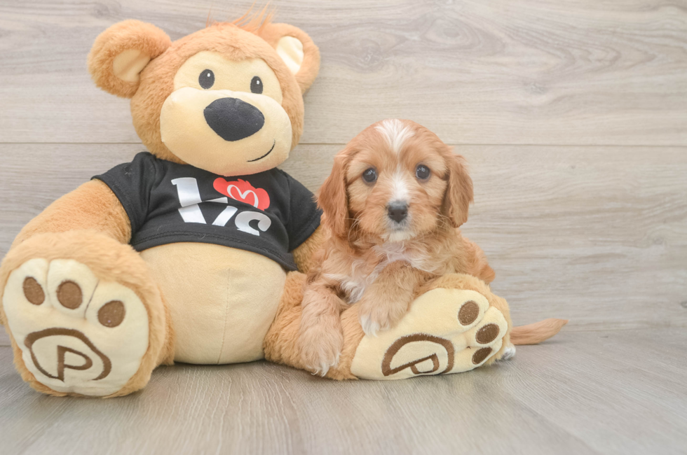 5 week old Cavapoo Puppy For Sale - Simply Southern Pups