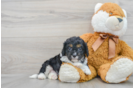Cavapoo Puppy for Adoption