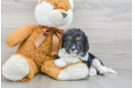 Little Cavoodle Poodle Mix Puppy