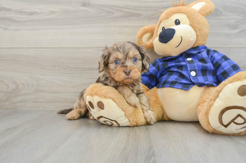 5 week old Cavapoo Puppy For Sale - Simply Southern Pups