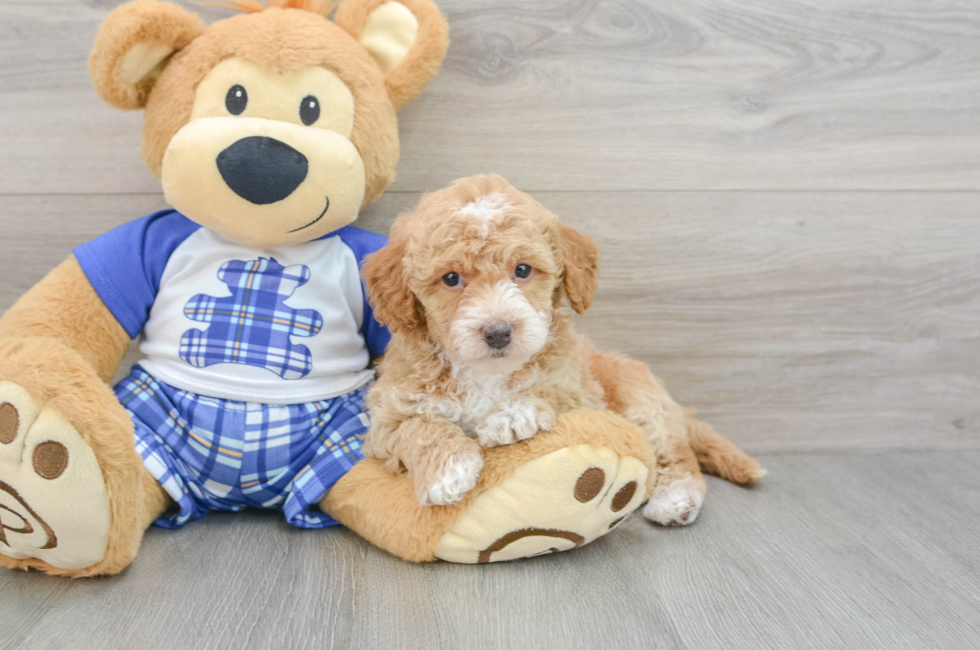 7 week old Cavapoo Puppy For Sale - Simply Southern Pups