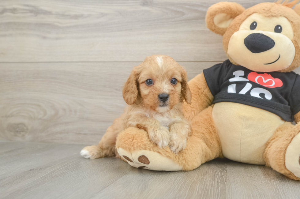 7 week old Cavapoo Puppy For Sale - Simply Southern Pups