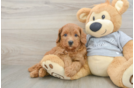 Fluffy Cavapoo Poodle Mix Pup