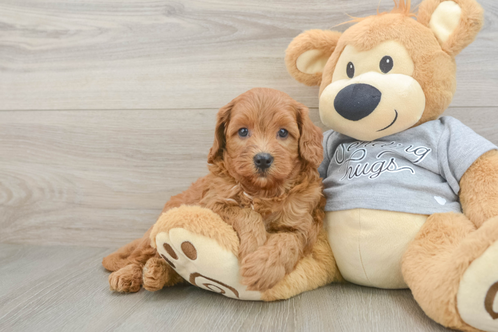 Fluffy Cavapoo Poodle Mix Pup