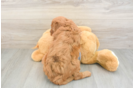 Smart Cavapoo Poodle Mix Pup
