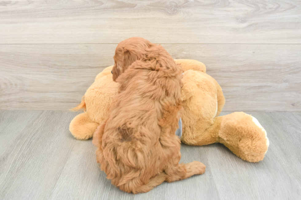 Smart Cavapoo Poodle Mix Pup