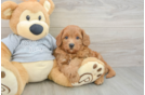 Cavapoo Pup Being Cute