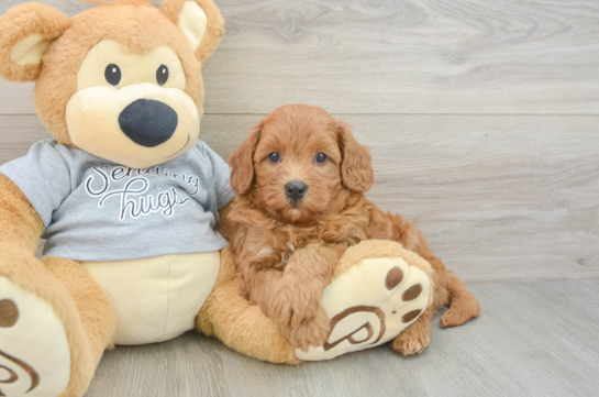Cavapoo Pup Being Cute