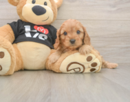 8 week old Cavapoo Puppy For Sale - Simply Southern Pups