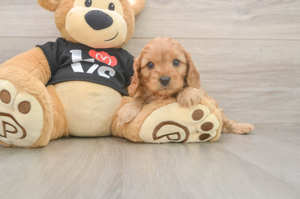 5 week old Cavapoo Puppy For Sale - Simply Southern Pups