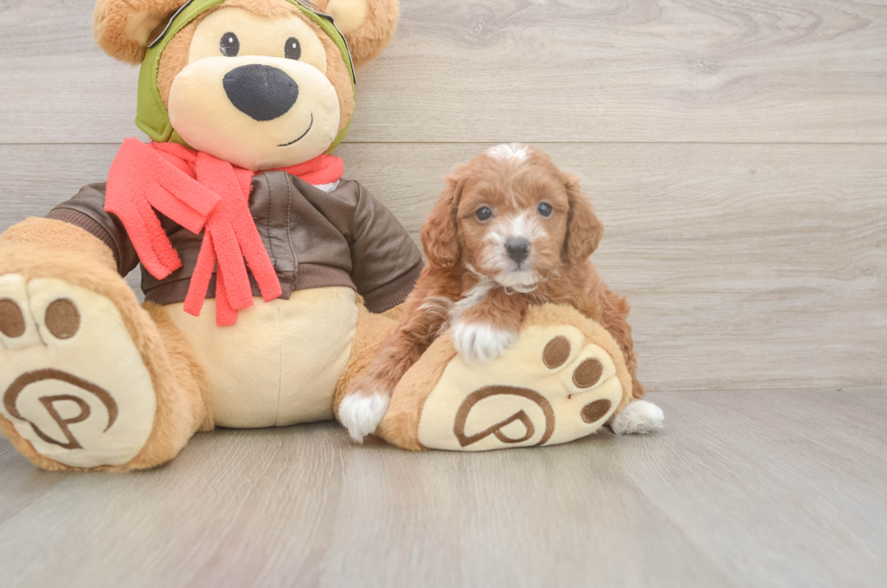 5 week old Cavapoo Puppy For Sale - Simply Southern Pups