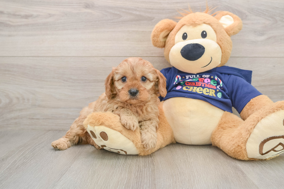 Best Cavapoo Baby