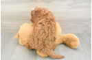 Cavapoo Puppy for Adoption
