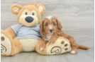 Cavapoo Pup Being Cute