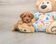 7 week old Cavapoo Puppy For Sale - Simply Southern Pups