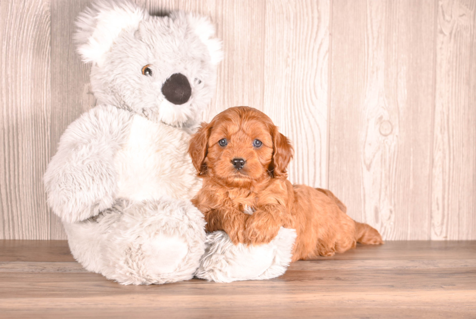 Cute Cavipoo Poodle Mix Puppy